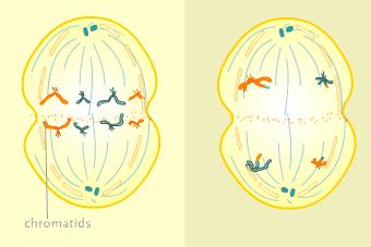 MITOSIS vs MEIOSIS ANAPHASE ANAPHASE I http://www.pbs.org/wgbh/nova/baby/divi_flash.