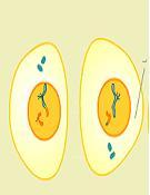 html Cytoplasm splits 2 daughter cells Cytoplasm