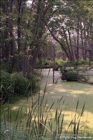 Swamp A swamp is a type of freshwater wetland that has spongy,
