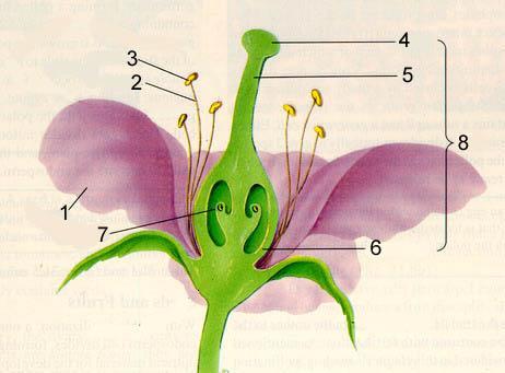 1. Label the flower diagram above. 2. What do you call the entire male part of the flower (it is both # 2 & 3 from the diagram above) 3.