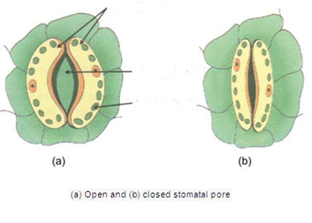 1. Label the above diagram with stomata, guard cells, & chloroplast 2.