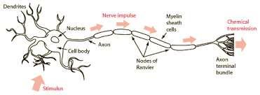 Nerve Cells Nerve cells are the primary cells in the nervous system. They are responsible for relaying electrical messages to cells and tissues in other organ systems.