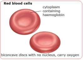 Red Blood Cells All blood cells begin as unspecialized Stem Cells in the bone marrow, which then differentiate through various paths to become specialized cells, such as Erythrocytes and Neutrophils.