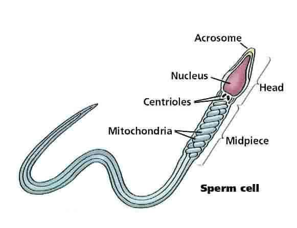 Sperm Cells Spermatozoan are motile Sperm Cells. They are the male sex cells involved in sexual reproduction. They travel toward the female's Egg and attempt to fertilize it to produce a Zygote.