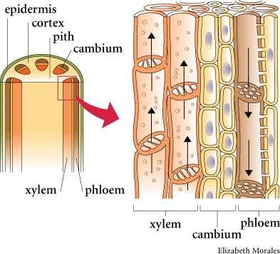 Xylem and Phloem Xylem and Phloem are the transport tissues of plants. Xylem transports water and minerals up the plant, and Phloem carry sugars up and down the plant.