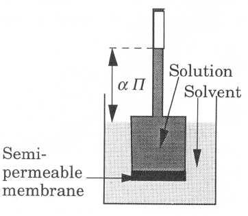 membrane permeable only to the solvent molecules and not to the polymer molecules.