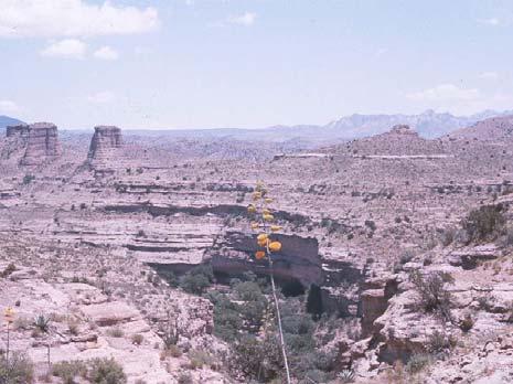 Note the forest community within the canyon area which
