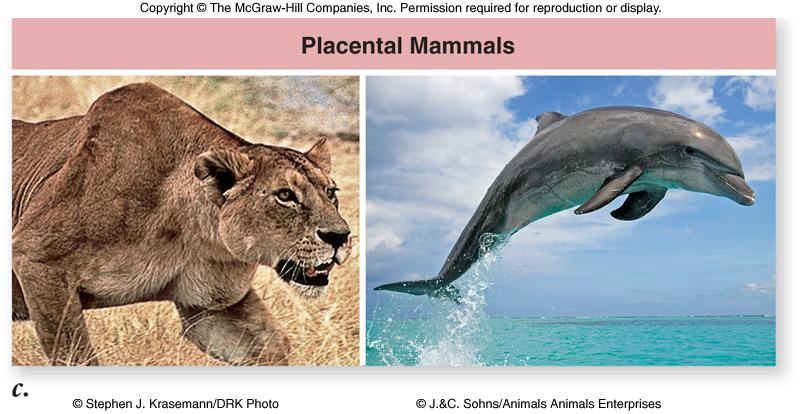 Convergent Evolution Marsupials and placentals Marsupials: young are born in an immature condition and held in a