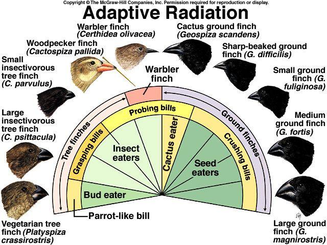 D. Adaptive Radiation IV.