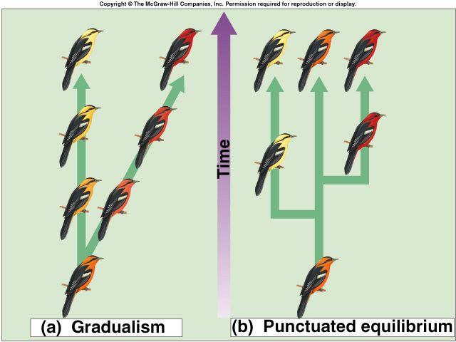 generation Over the course of thousands and millions of years, major changes could occur Punctuated equilibrium