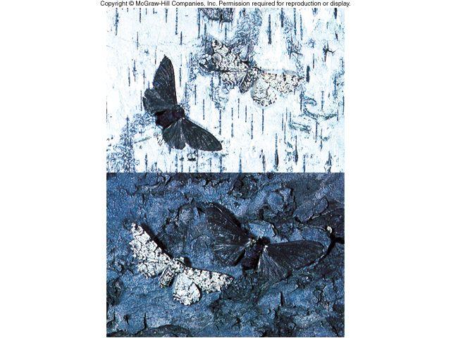 V. Forms of Selection: What type of Selection? Peppered Moths and Industrialized Melanism " Until the mid-nineteenth century, peppered moths, Biston betularia, had predominately light-colored wings.