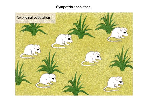 B. Mechanisms of Speciation (2) Sympatric Speciation: