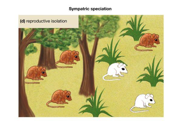 (2) Sympatric Speciation: What reduces gene flow?