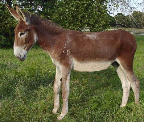 1 Biology Unit 9 Ecology 9:1 Populations SPECIES: organisms of the same kind which are able to interbreed and reproduce Example: Horse + Donkey Mule (64 + 62 63 chromosomes and cannot produce