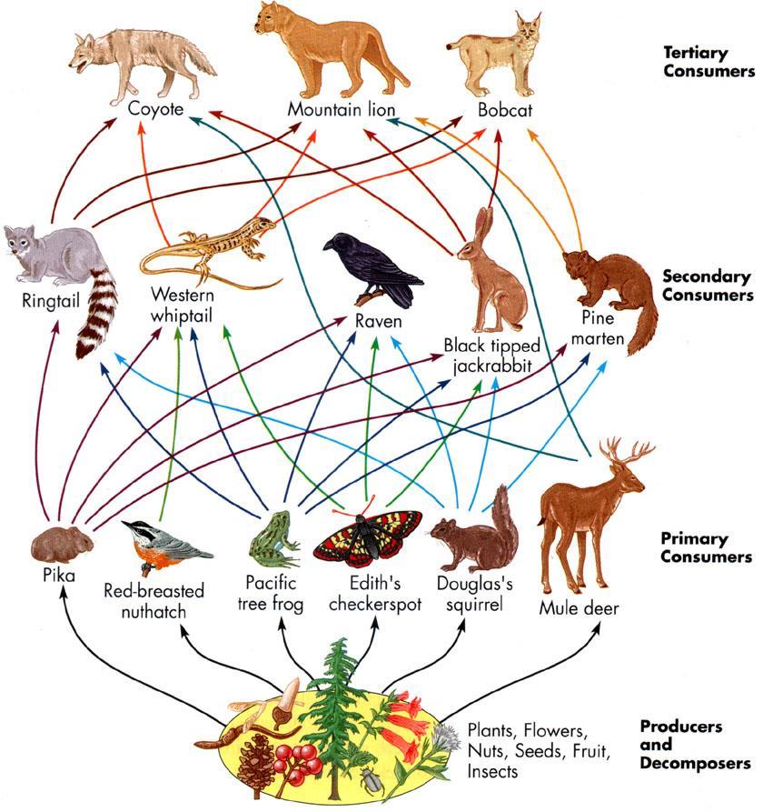 6 FOOD WEB: diagram showing a group of food chains