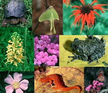 Biological diversity, or simply, biodiversity, refers to all