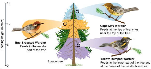 Example: Three Warbler species