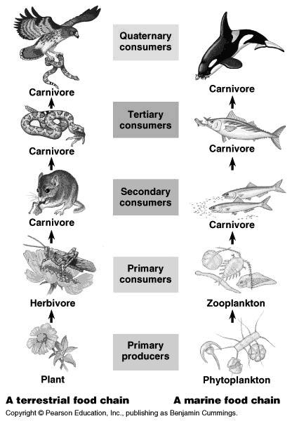 Animals (carnivore), or decompose organic material (decomposers) Food chains