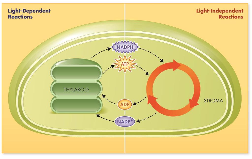 Photosynthesis and Light