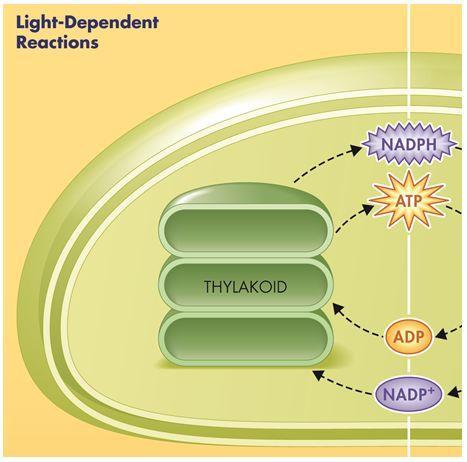 Light-Dependent Reactions (in Thylakoids!