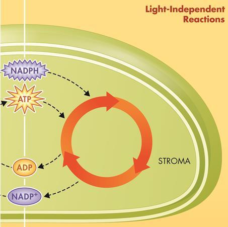 Light-Independent Reactions (in the stroma) Light-independent reactions use ATP and NADPH molecules produced in the