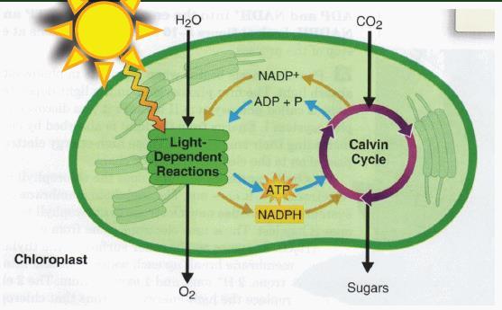 Light-independent Reactions The Calvin Cycle uses the ATP