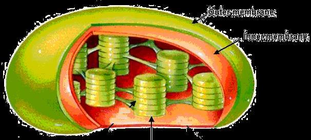 PHOTOSYNTHESIS HAPPENS IN CHLOROPLASTS
