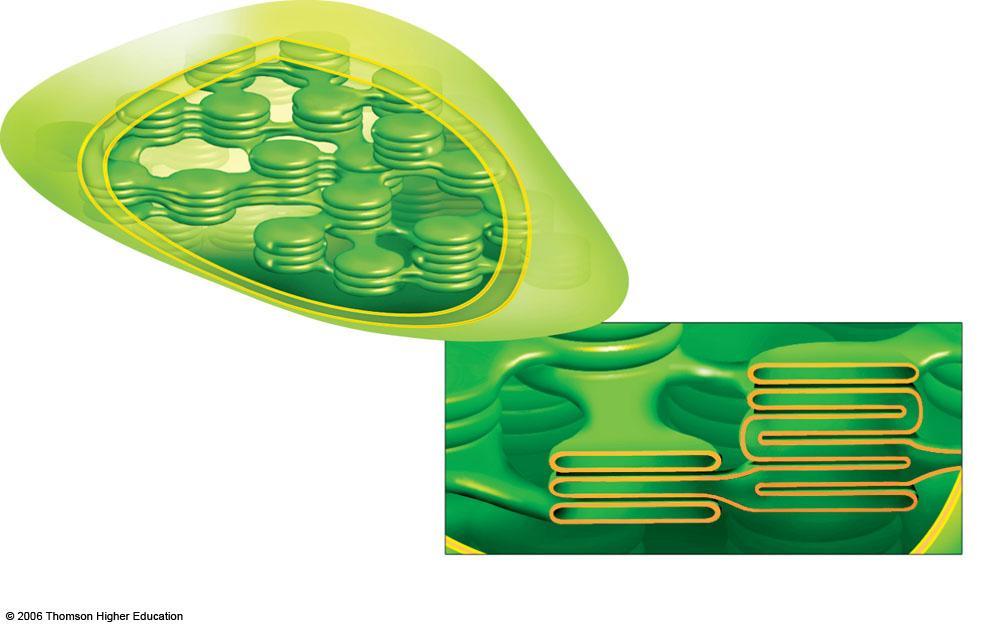 Photosynthesis two outer membranes thylakoid compartment