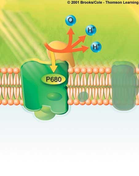 through ATP synthases; ATP forms by phosphate-group