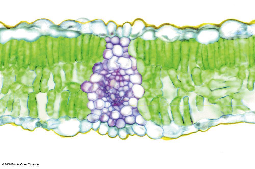 C3 Plants upper epidermis palisade mesophyll spongy mesophyll lower