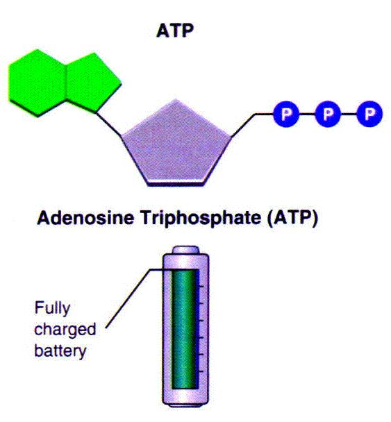 in ATP Removing A Phosphate Group From