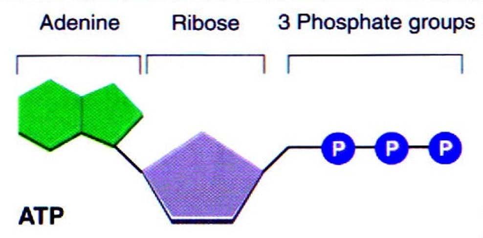 ATP Cellular Energy Adenosine Triphosphate Contains two, high-energy