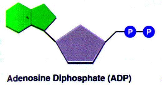 ADP Adenosine Diphosphate ATP releases energy, a free phosphate, &