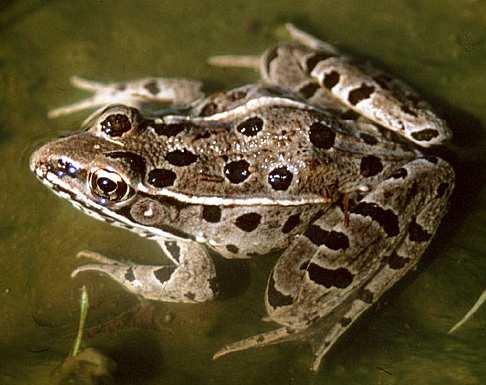 IF the hypothesis is TRUE, THEN we can predict an outcome. Hypothesis Test Data: % deformed frogs in atrazine water = 0 % deformed frogs in pure water= 0 Compare!