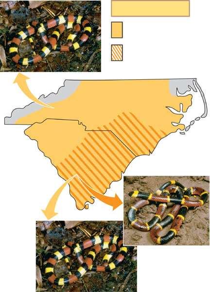 In this study: Mimicry in king snakes is examined The hypothesis predicts that predators in non coral snake areas will attack
