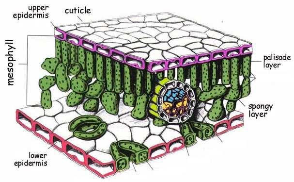 Tissues Cells Molecules