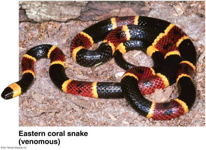 snake areas will attack king snakes more frequently