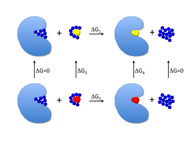 A large contributor to the ENTRPY of binding is from the release of water molecules. This arises from two contributions, desolvation entropy and the hydrophobic effect.