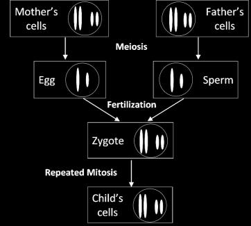 Use the information you have learned thus far to explain how a child gets one copy of each gene from his/her mother and another copy of each gene from his/her father.