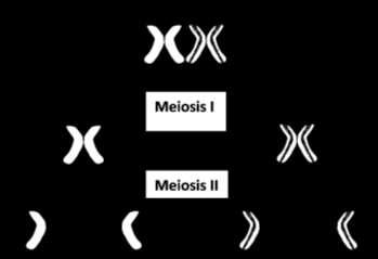 How Meiosis Makes Haploid Gametes How does a diploid cell divide into haploid gametes? This flowchart shows the basic steps. Notice that meiosis includes two cell divisions, meiosis I and meiosis II.