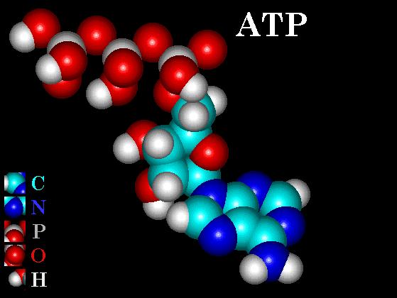 Electrostatic bond strain Ionization of ADP