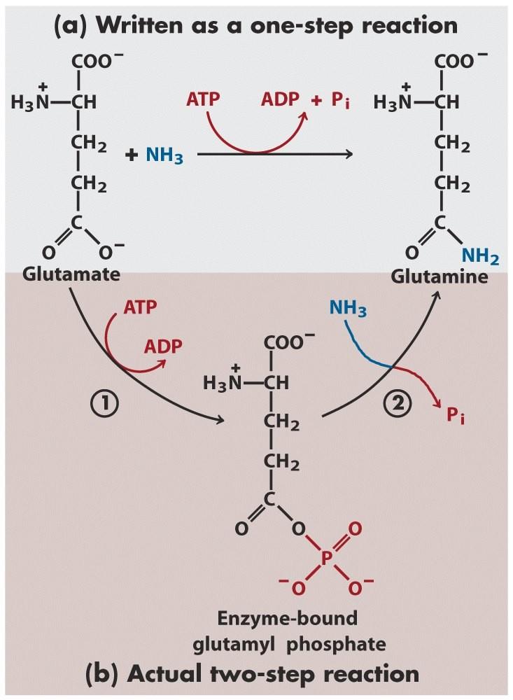Group Transfer ATP provides energy not by simple hydrolysis. It is provided by group transfers. A reaction usually written as a one-step reaction may actually involve two steps.