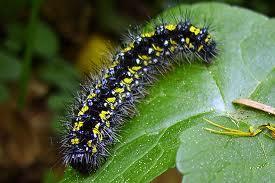 It is called a larva for some insects, and a caterpillar for butterflies and moths.