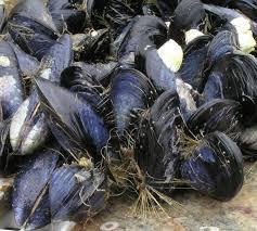 UDI 2: FAUNIA. ANIMALS-INVERTEBRATES(8) ACTIVITIES 1.- Read and circle the correct word. Mussels have a shell/ b.