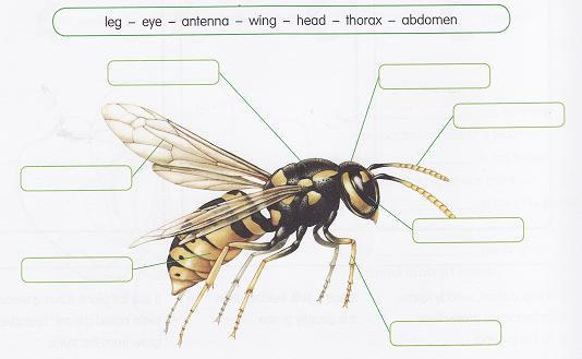 5.- Look and label the wasp. 6.- Complete your bilingual dictionary. - Invertebrate: -Shell: - Exoskeleton.