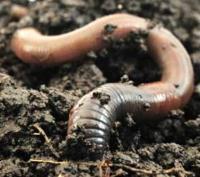 deeper into the soil Leached materials are lime, clay, plant nutrients and chemicals Organisms Things that live in soil