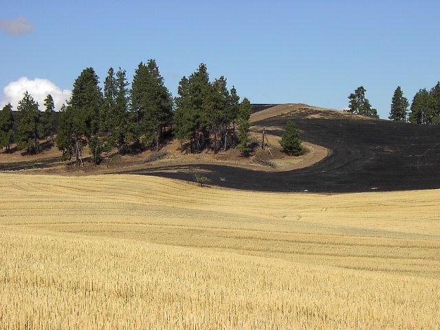 Topography Continued So Should You Care About Soil? Slope effects vary according to a number of characteristic Steep or shallow North facing vs.