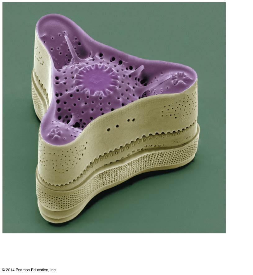 The diatom Triceratium