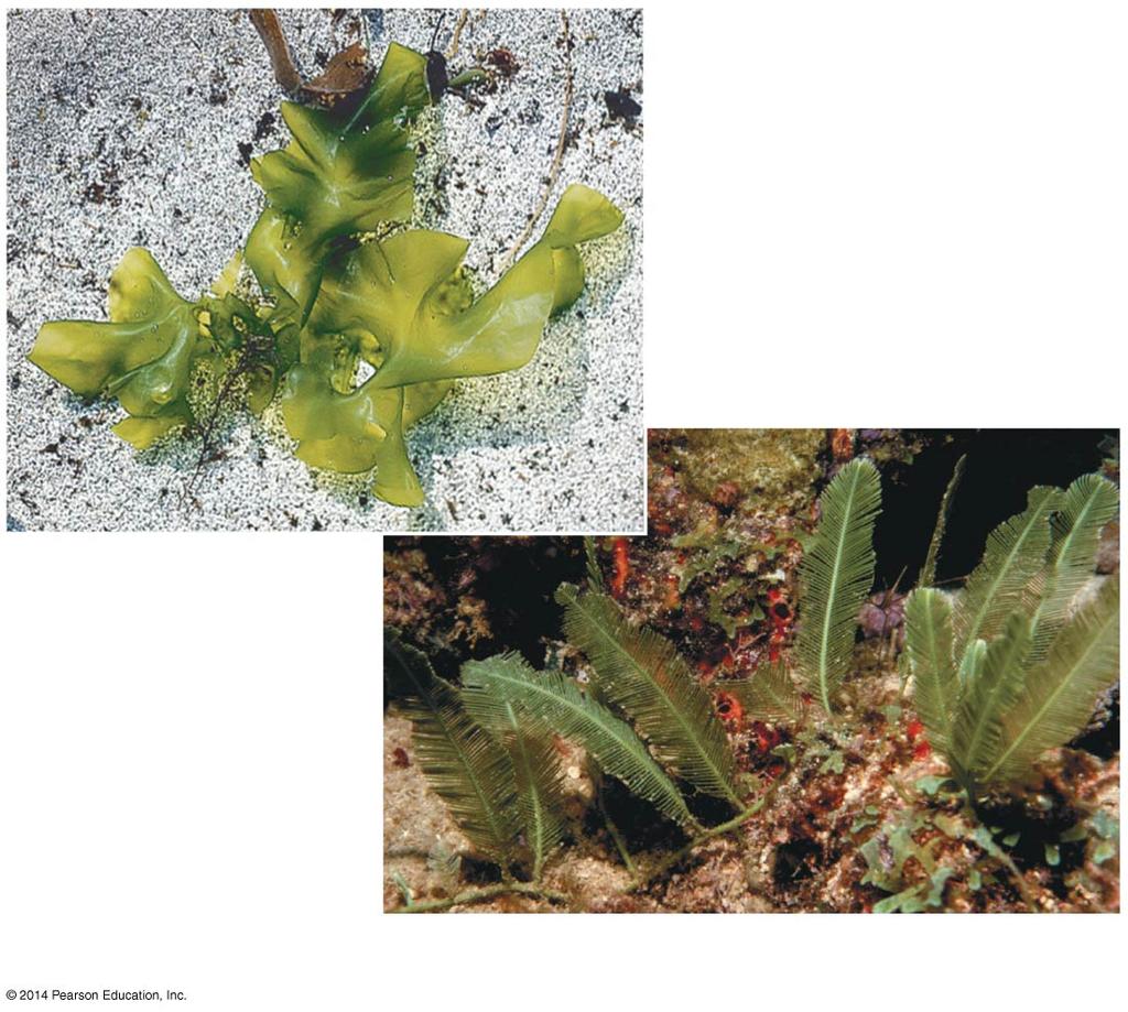 2 cm (a) Ulva, or sea lettuce (b) Caulerpa, an
