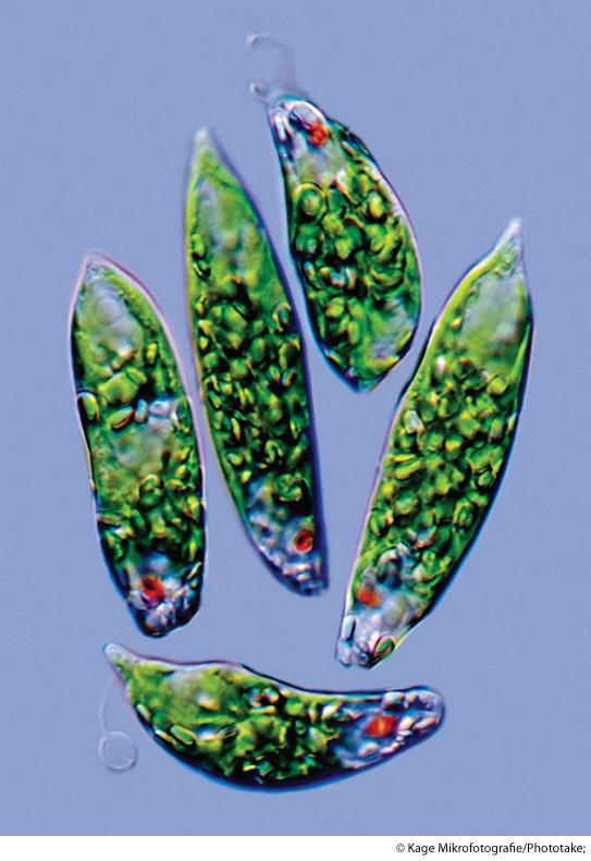 Euglenoids Flagellated protists Closely related to kinetoplastids Many live in fresh water None are human pathogens Can use photosynthesis or